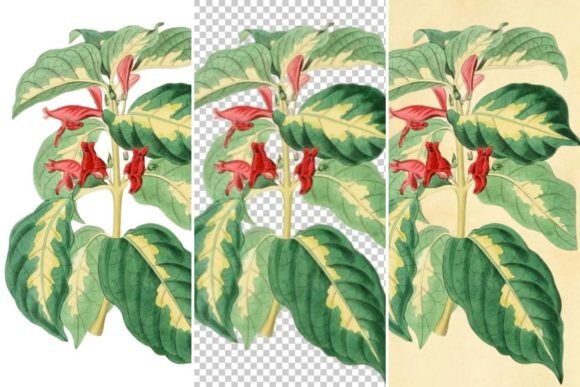 Download The Caricature-plant Illustration - Premium Resources