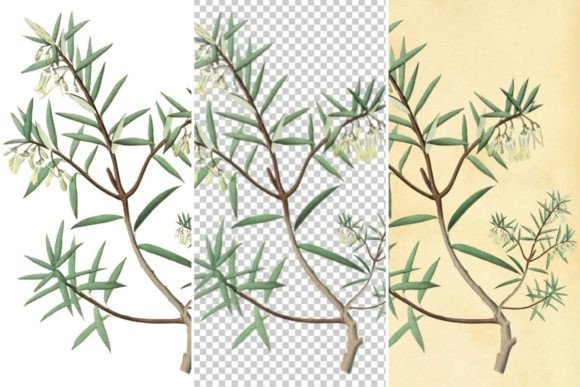 Download Australian Cranberry Plant Illustration - Premium Resources