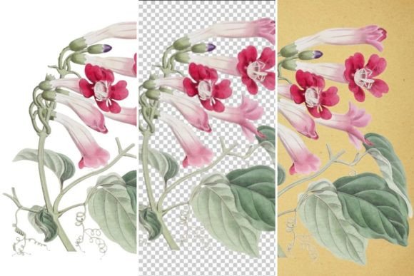 Download The Cherere Bignonia Plant Illustration - Premium Resources
