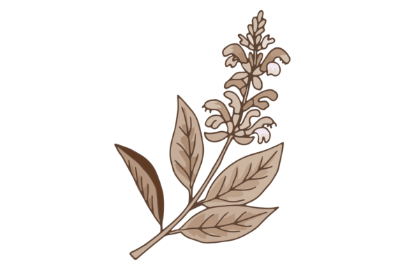 Download Sage Plant Illustration. Medical Botany. - Plant illustration Collection